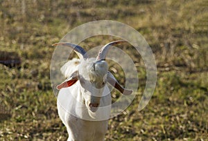 A goat with two horns.