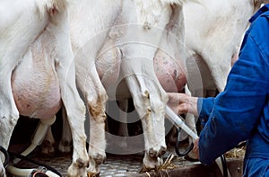 Goat udder and hooves shot from back