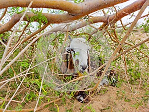 Goat under the khejri tree