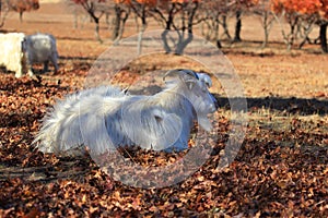 A goat under the maple