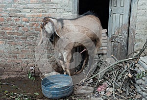 Goat urinating