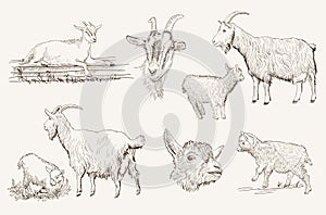 Goat vector hand drawn