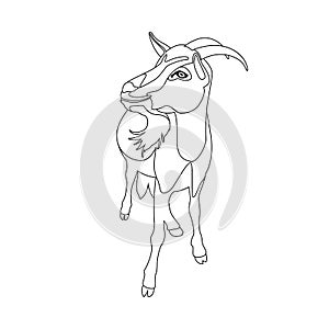 Goat vector illustration line drawing