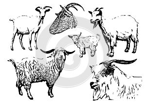 Goat vector illustrations