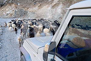 The goat view on the road in spiti valley