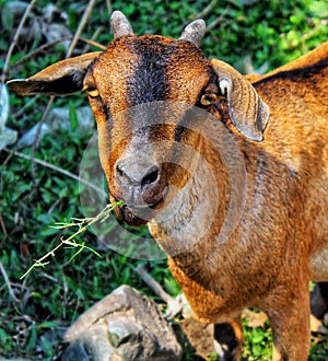 Goat village beautiful natural view