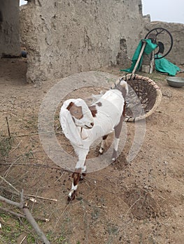 Goat in village is very beautifull