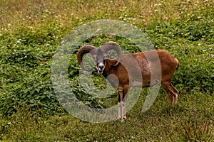 Goat in Vlkolinec village in Nizke Tatry mountains, Slovak