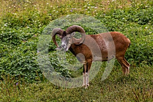 Goat in Vlkolinec village in Nizke Tatry mountains, Slovak