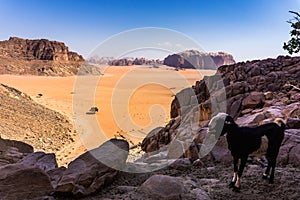 Goat in Wadi Rum Desert