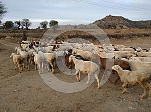 goat wallpepar photo