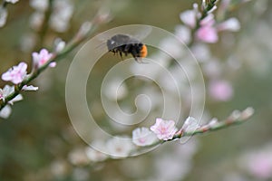 Goat weed, Atraphaxis billardieri, close-up pink-white flower and bumblebee