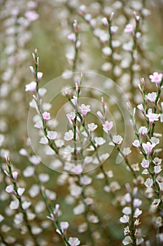 Goat weed, Atraphaxis billardieri, pink-white flowering shrublet