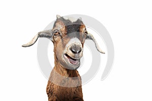 Goat on white
