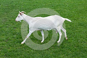 Goat white baby jumping side view green grass meadow