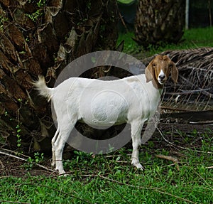 Goat white females
