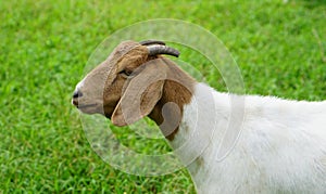 Goat white females