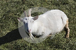 A goat with white fur and horns lying and resting on field grass of a farm