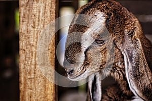 A goat who is sad alone in a cage