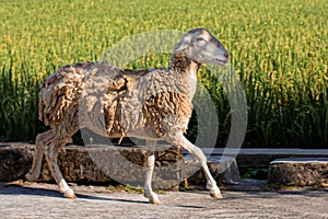 A goat that will be used as a qurban animal during Eid al-Adha
