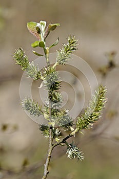 Goat Willow - Salix caprea