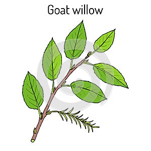 Goat Willow Salix caprea