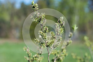 Goat willow, Salix caprea female flowers selective focus