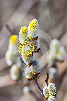 Goat willow (Salix caprea L.)