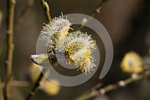 Goat willow, Salix caprea or pussy willow, fluffy yellow male catkins blossoming in springtime, close-up image