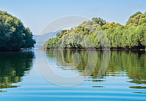 Goat willow trees on the shore of Liptovska Mara dam where Vah rivers enters