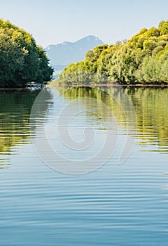 Goat willow trees on the shore of Liptovska Mara dam where Vah rivers enters