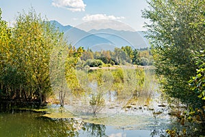 Goat willow trees on the shore of Liptovska Mara dam where Vah rivers enters