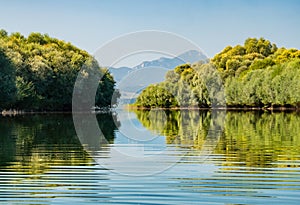 Goat willow trees on the shore of Liptovska Mara dam where Vah rivers enters