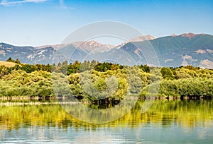 Goat willow trees on the shore of Liptovska Mara dam where Vah rivers enters