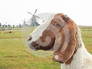 Goat and Windmills