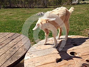 Goat on wood spoil