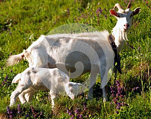 She-goat with yeanling