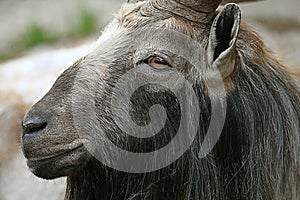 Goat at the zoo