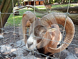 Goat at zoo Targu Mures