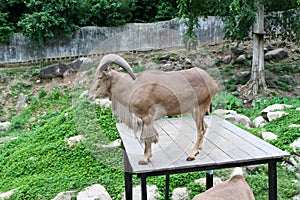 Goat in zoo Thailand