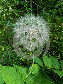 goatbeard in grass