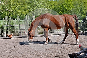 Goatfarm Ridammerhoeve