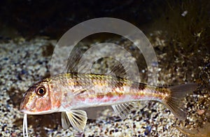 Goatfish photo
