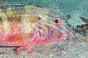 Goatfish