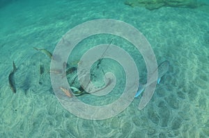 Goatfish Feeding Around New Zealand Eagle Ray