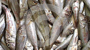 Goatfish mullet. Fresh seafood, fish Market. Keto diet, Mediterranean cuisine, fish market, healthy foods