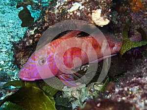 Goatfish - Upeneichthys lineatus photo