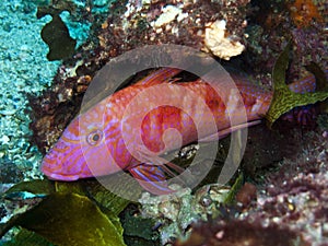 Goatfish - Upeneichthys lineatus