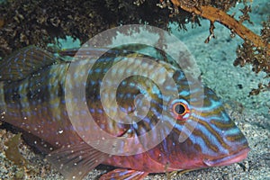 Goatfish