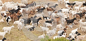 Goatherd